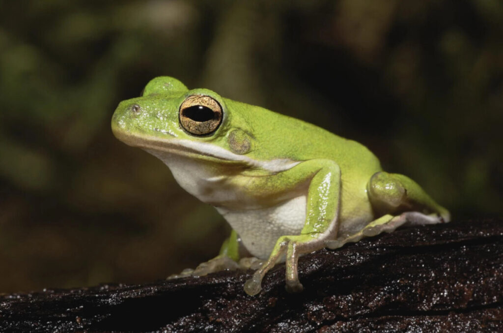 An American Green Tree Frog resting on driftwood.