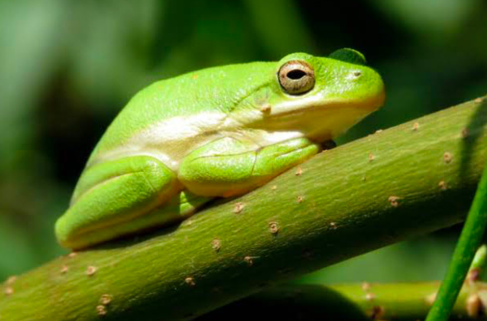 An American Green Tree Frog resting on a plant.