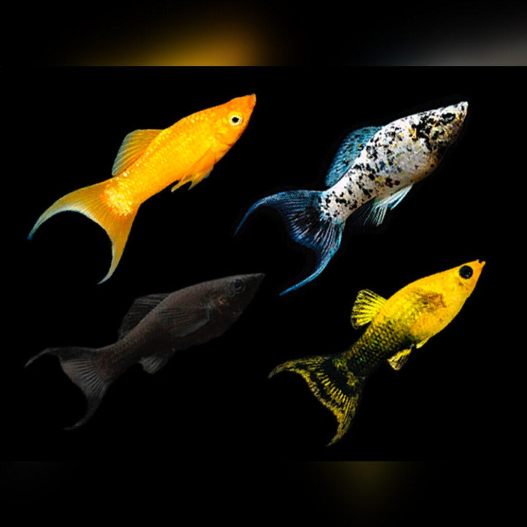 An assortment of lyretail mollies on a black background.