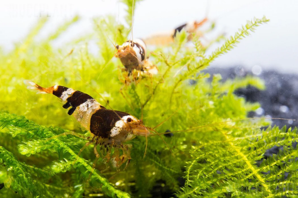 Chrystal Black Shrimp in a planted tank