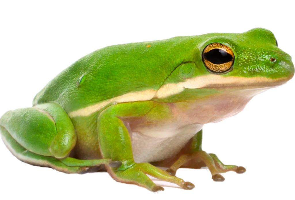 An average American green tree frog on a white background.