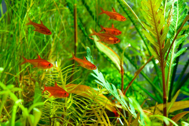 Pictured, Ember Tetras swimming in a planted tank
