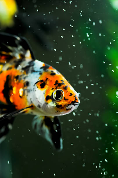 American ShubunkinÂ 