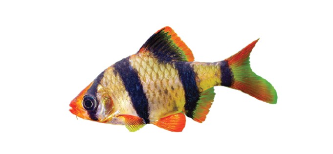 Tiger bard on a white background