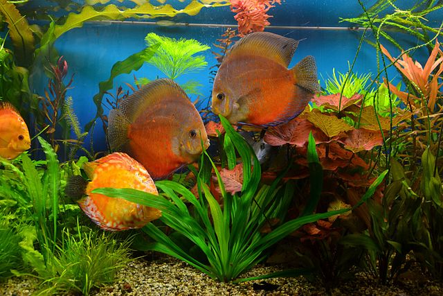 Discus Fish (Symphysodon)