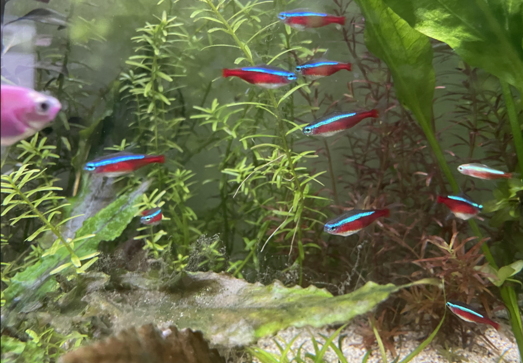 Tankmates for Cardinal Tetras