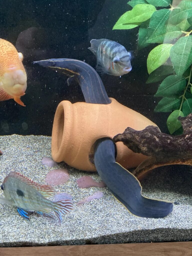 A peaceful Fire Eel community tank setup with various large fish.