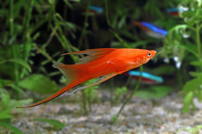 An Orange Swordtail in a planted community tank