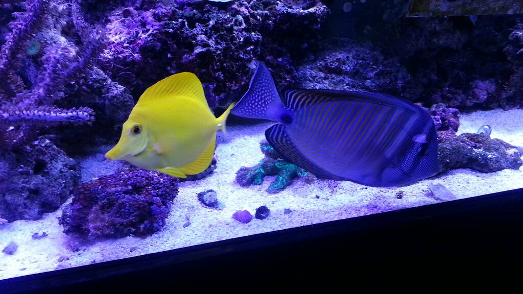 Sailfin Tank with its Yellow Tang Tankmate in a well aquascaped reef tank