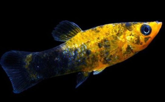 A molly on a black background.