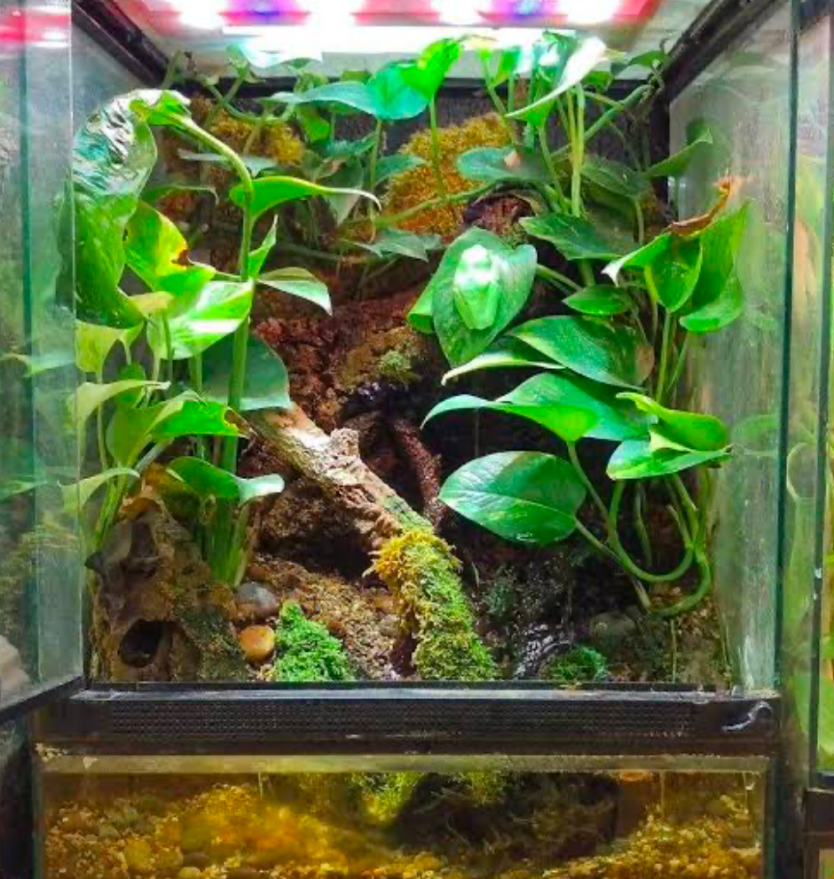 An open tall terrarium.