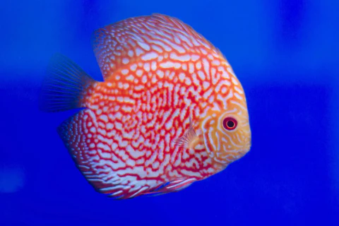 Pigeon Blood Discus: A Complete Care Guide