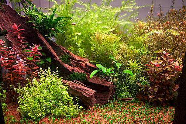Amazon River Biotope