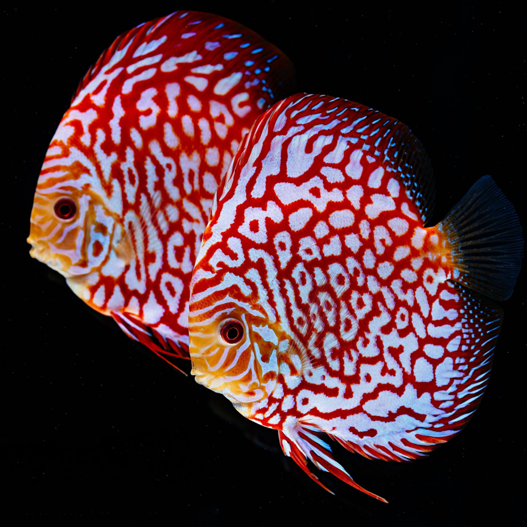 Pictured, a Pigeon Blood Discus fish in lowlighting