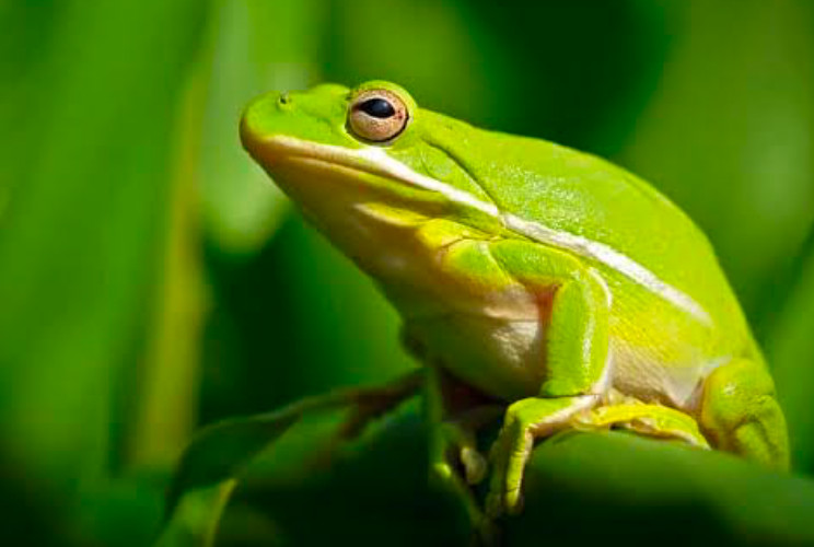 An American Green Tree Frog perched on the stalk of a plant.
