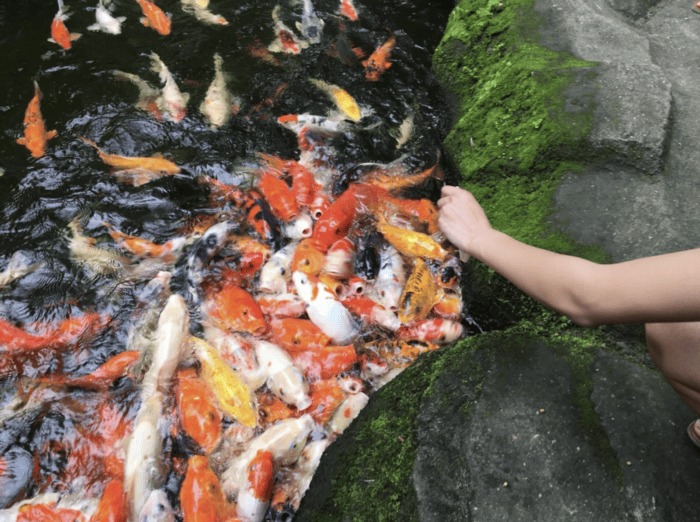 Koi feeding frenzy