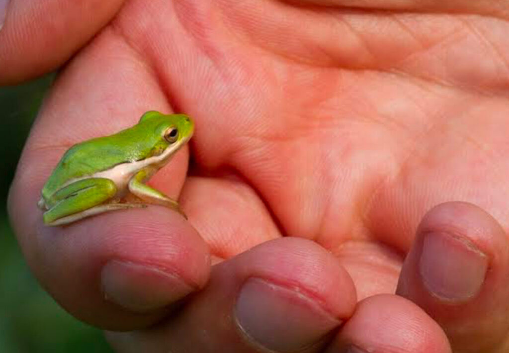 A cute American Green Tree Frog on a person's pointer finger.