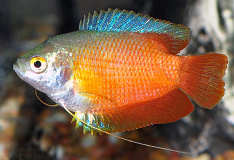 Dwarf Gourami.
