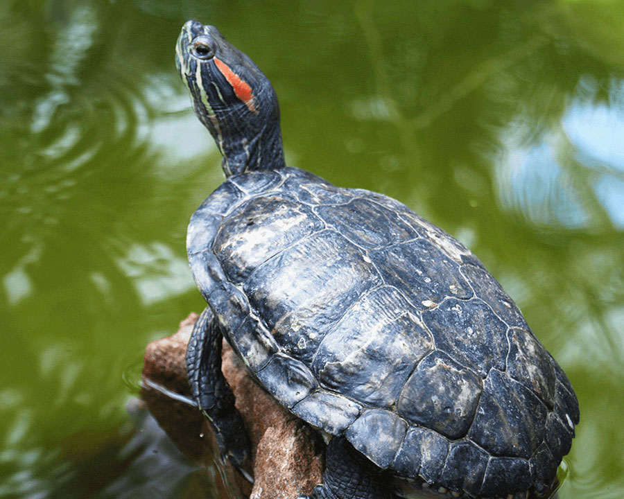 A Red-Eared Slider resting on a rock