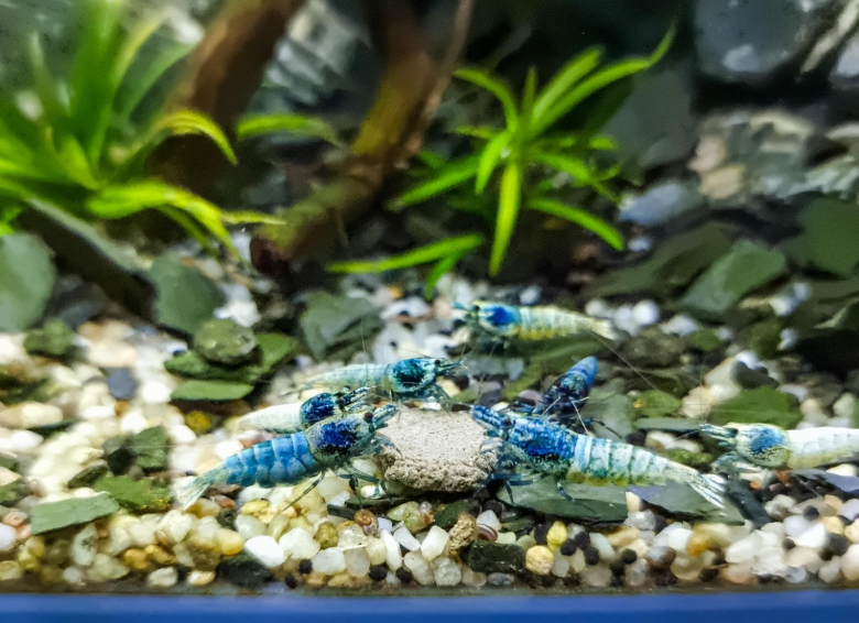 Pictured, A group of Blue Bolt Shrimp feeding at the bottom of an aquarium 
