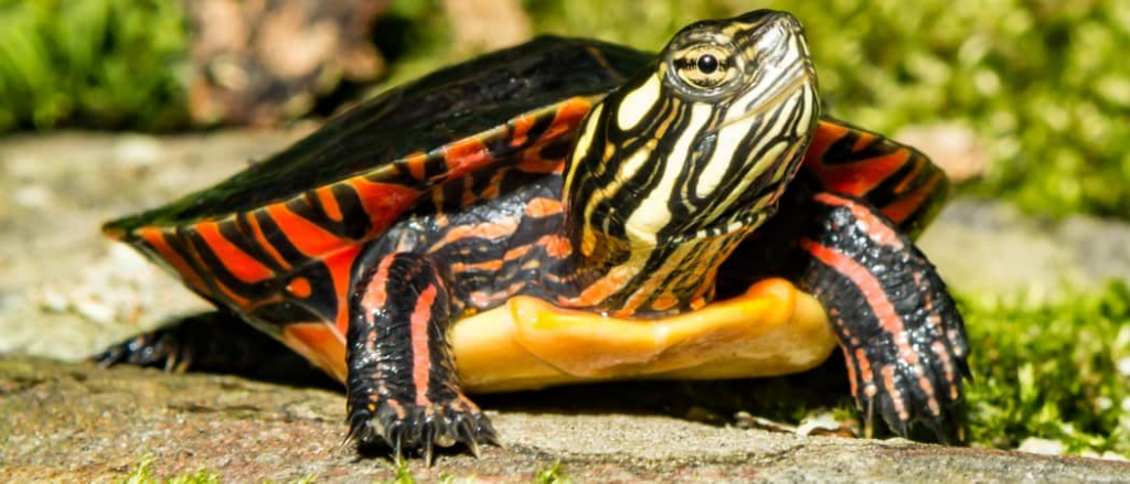 Painted Turtles have various patterns and color combinations 