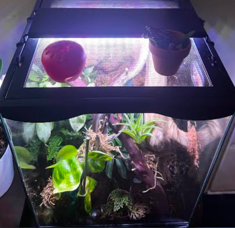 A terrarium with UVB lighting.