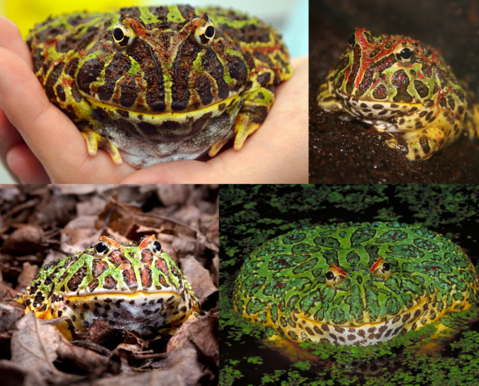 A four picture collage of various Pacman frogs.