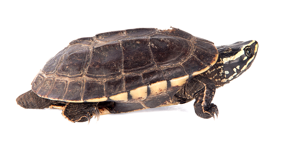 Common Musk turtles are typically dark brown with faded highlights on their shell and skin
