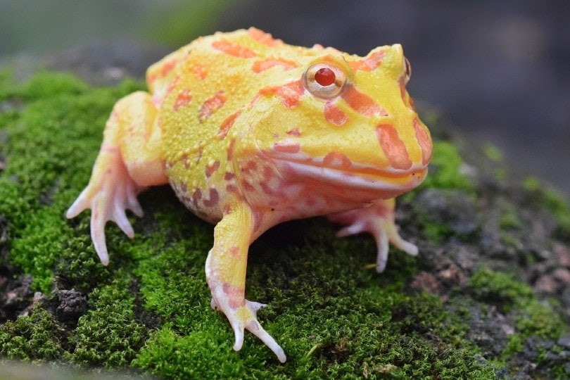 An  albino pacman frog resting on a moss covered ground.