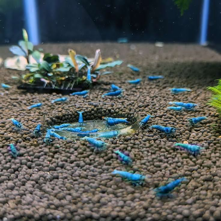 Pictured, A group of breeding Blue Bolt Shrimps