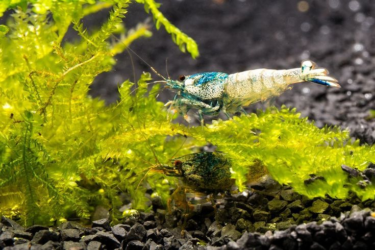 Pictured, two blue bolt shrimp resting at the bottom of a home tank.