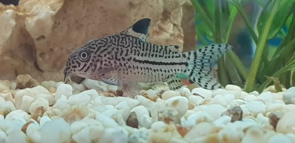 False Julii Corydoras living a happy and healthy life
