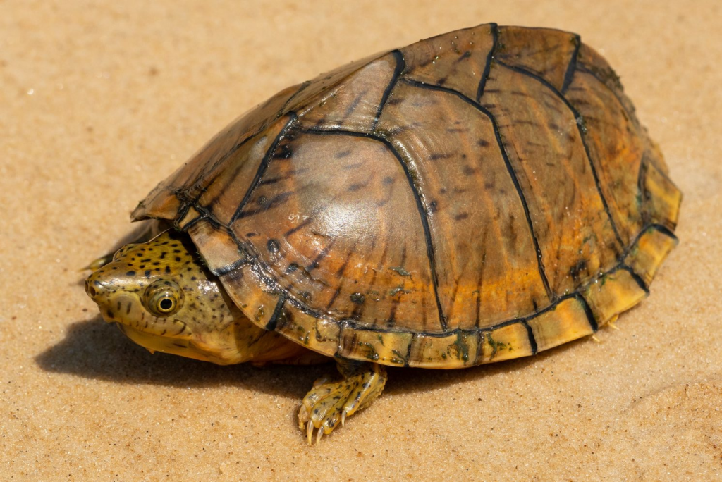 Razorback Musk Turtles have a ridged shell