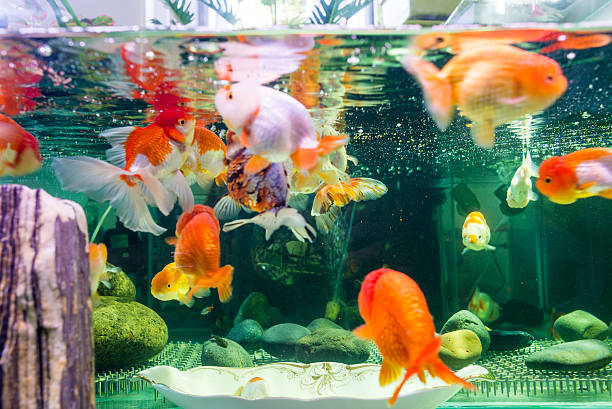 Comprehensive Guide to Oranda Goldfish
