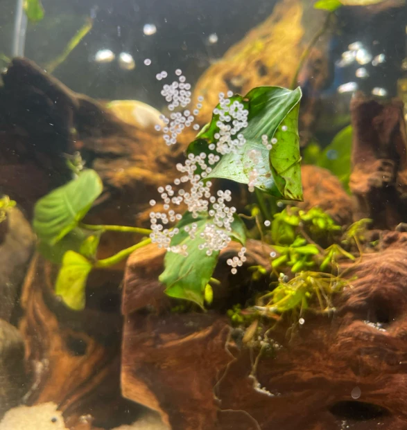 Corydoras catfish eggs attached to their aquarium's glass