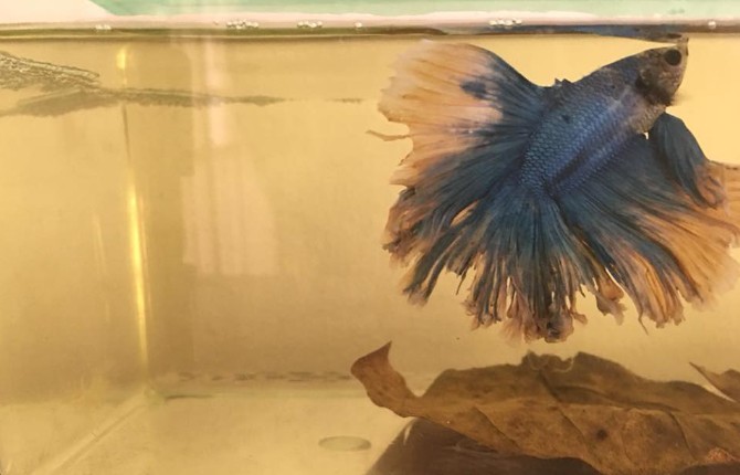 A Betta Halfmoon with fin damage