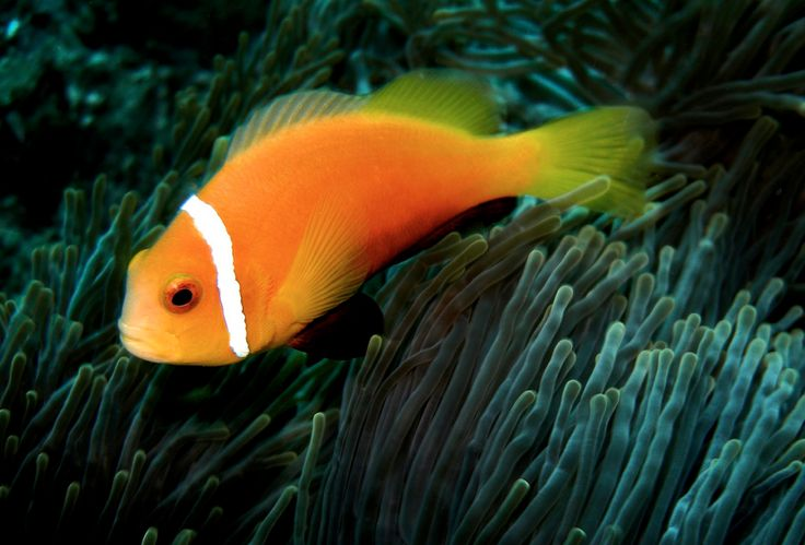 Amphiprion nigripes