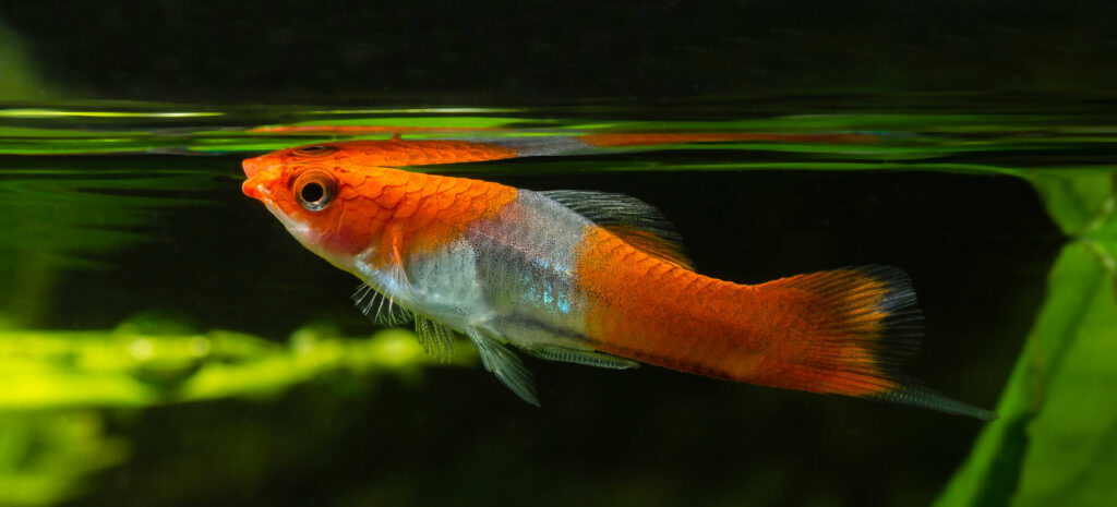 Happy and Healthy multicolored Swordtail