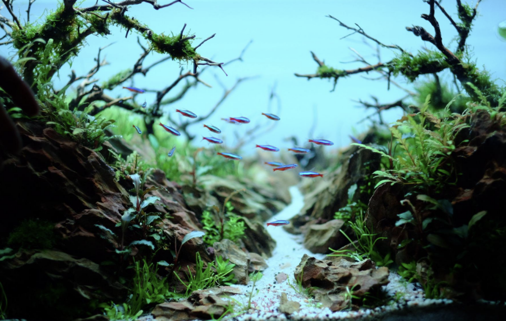 Cardinal Tetras schooling