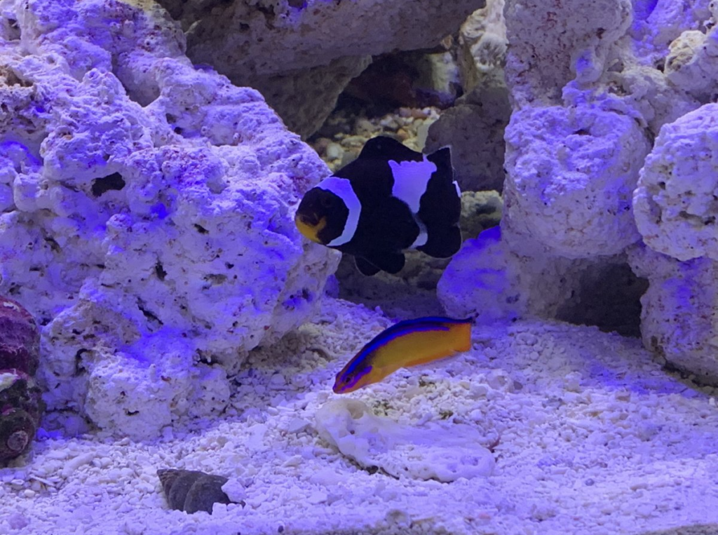 Black Ocellaris Clownfish & Neon Dottyback Tankmates