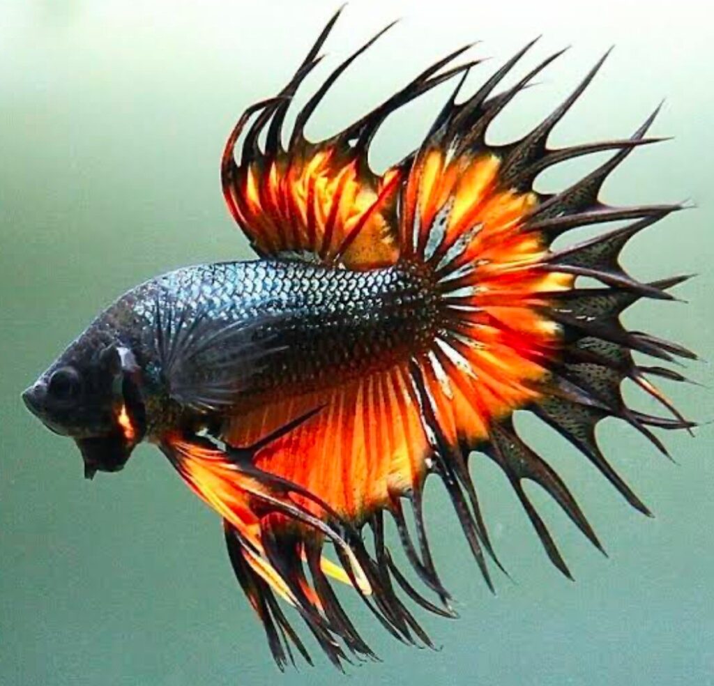 The Crowntail Betta has spiked rays with less webbing than the Feathertail Betta 