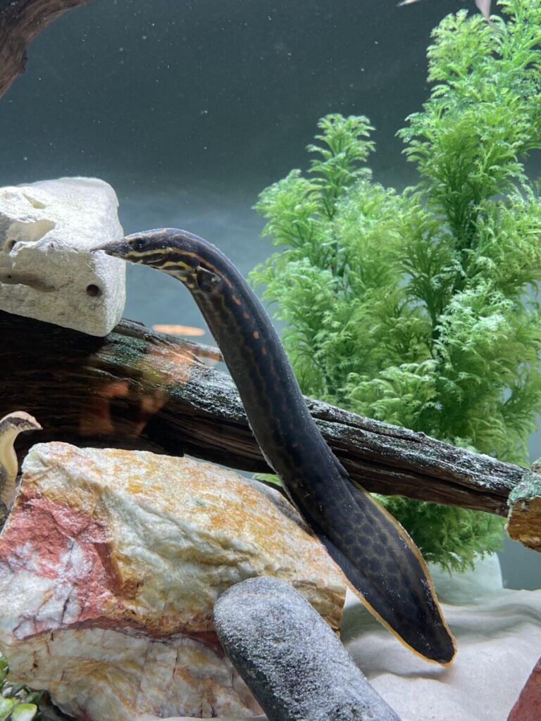 A happy and healthy Fire Eel in its well aquascaped planted tank.