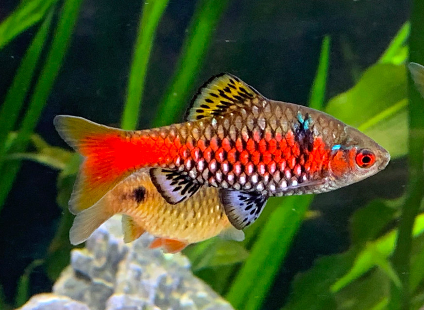 Odessa Barb in a planted tank.