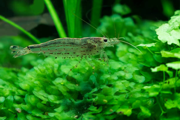 Pictured, A gray translucent Amano Shrimp