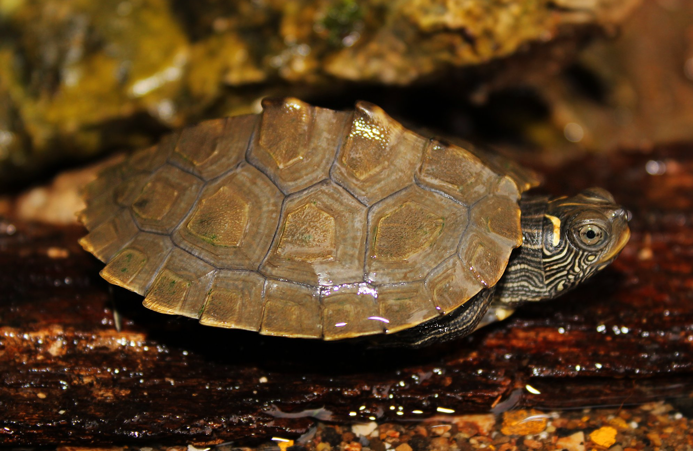 False Map Turtle has an L-shaped yellow mark behind its eyes 