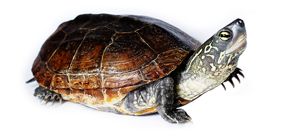 Reeves Turtle have a distinctive small tail 