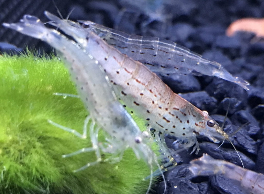 Pictured, Amano Shrimp in a community tank