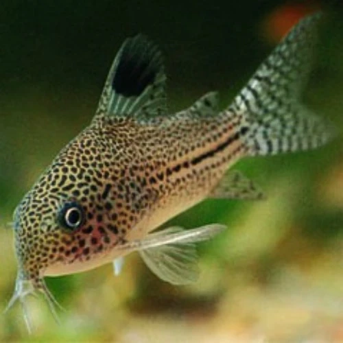 A C. trilineatus enjoying a swim