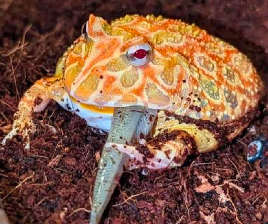 An albino pacman frog eating.