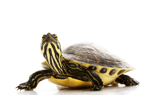 Yellow-bellied Sliders have yellow underbellies 